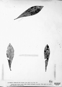 Phoma cirratula image